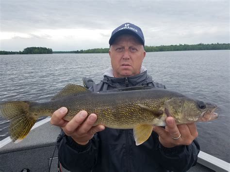 High Falls Flowage is one of a series of lakes formed by the Peshtigo River 12 miles north west of Crivitz. . Chippewa flowage fishing report
